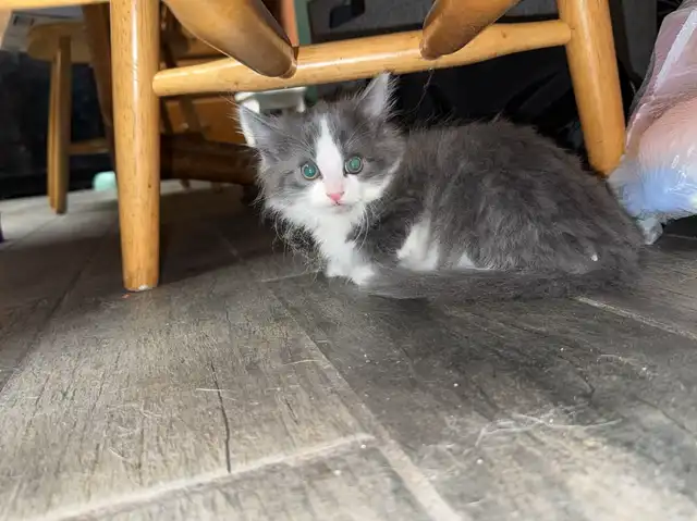 A small grey and white kitten with bright green eyes sits on a gray wood-patterned floor, partially under a wooden chair. The kitten has a white face and fluffy fur, looking forward.