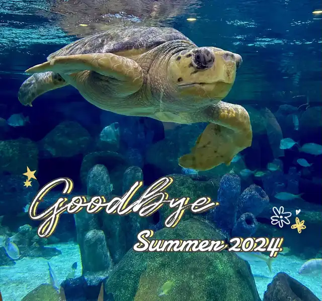 A sea turtle swims gracefully underwater amidst rocks and small fish. The image has a text overlay that reads "Goodbye Summer 2024," symbolizing the end of the season.